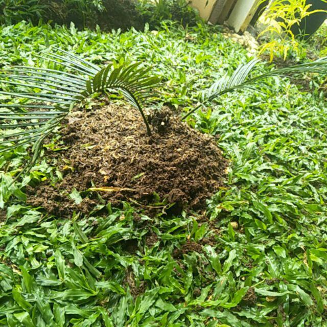 Tanaman Hias Palem Sikas-bibit Tanaman Sikas