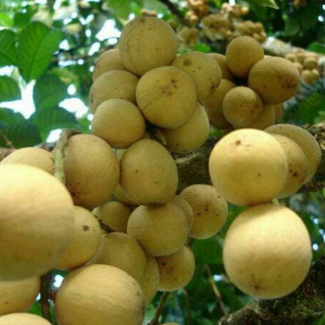 Bibit buah duku tanpa biji