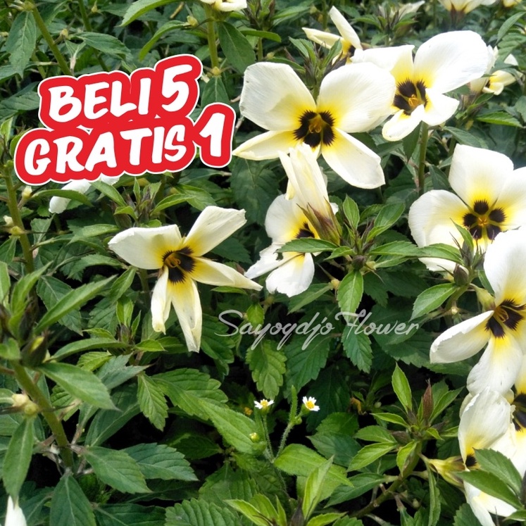 Bunga Yolanda tanaman hias / Bunga Yolanda putih