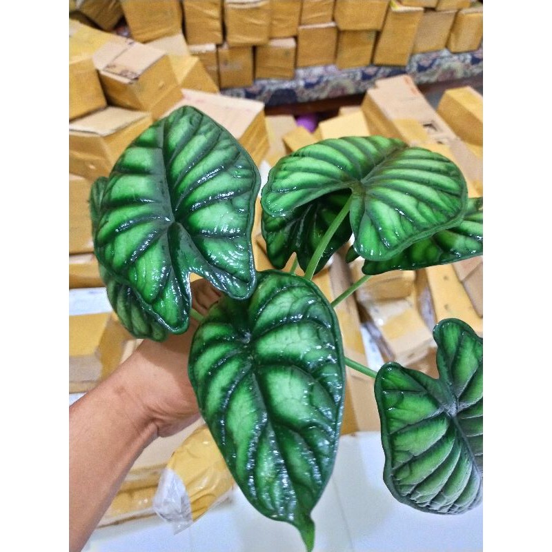  KELADI  TENGKORAK  ALOCASIA DRAGON SILVER  SCALE BAGINDAS 3 