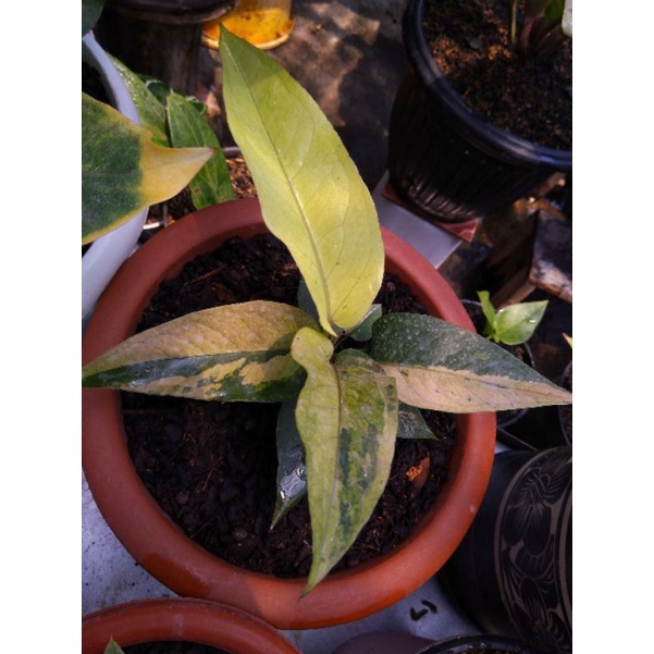 Anthurium hokeri varigata pink