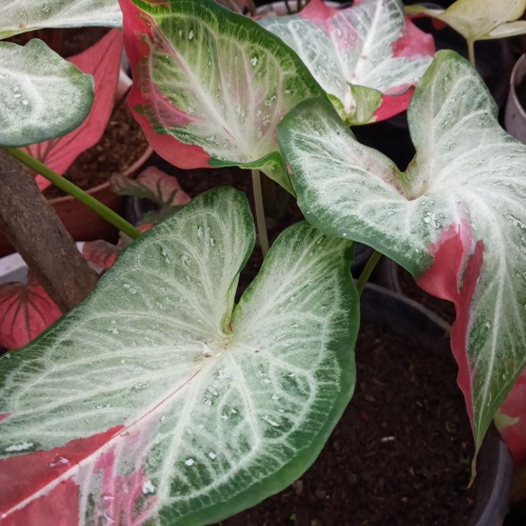 CALADIUM SHYCOOL / KELADI CAT TUMPAH / BIBIT KELADI CAT TUMPAH / KELADI SHYCOOL MURAH