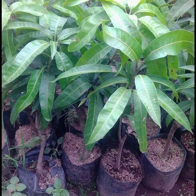 BIBIT MANGGA CHOKANAN TANAMAN POHON