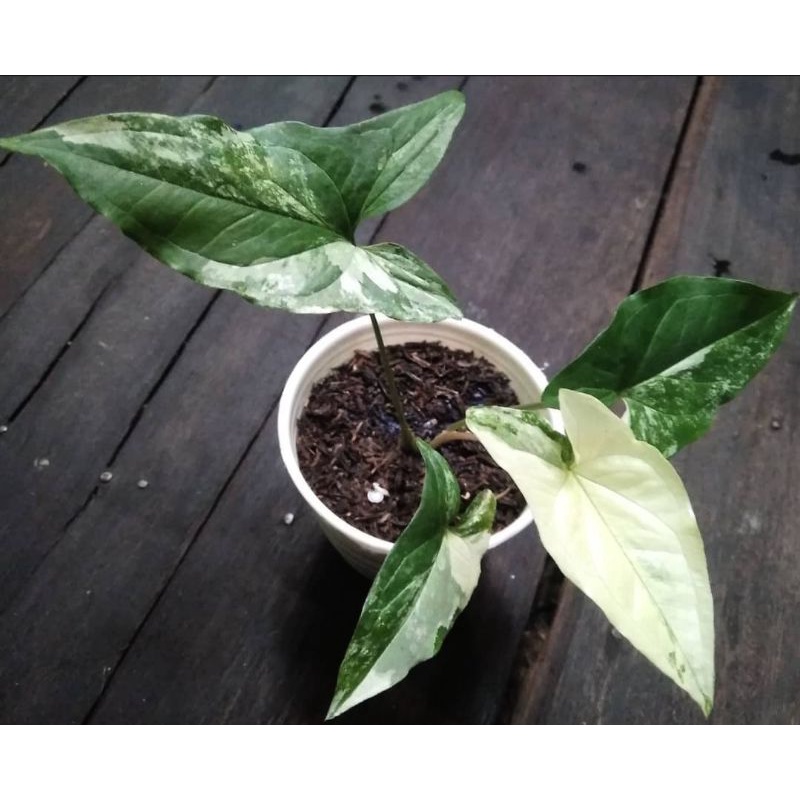 Syngonium Varigata/Keladi Varigata