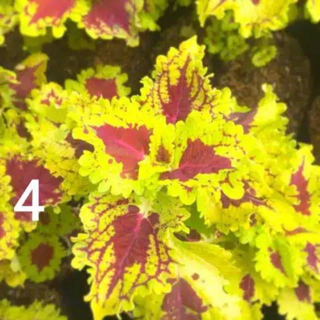 Tanaman miyana - miyana - bibit miyana