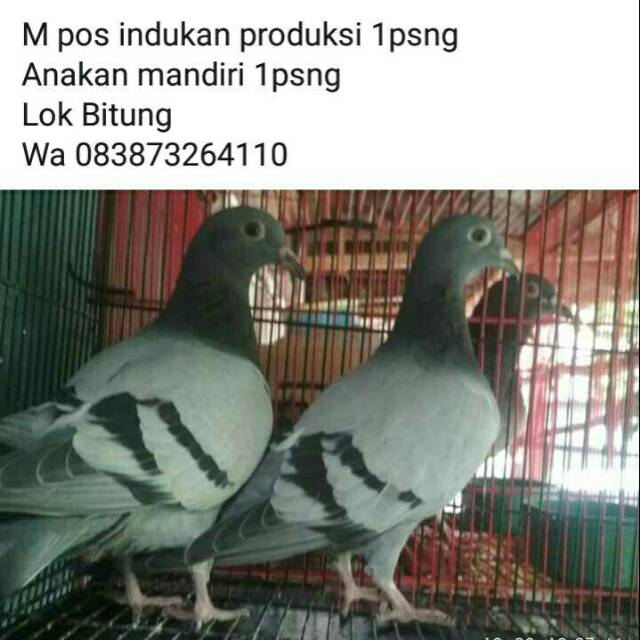 Burung Merpati Pos 4 Ekor Shopee Indonesia