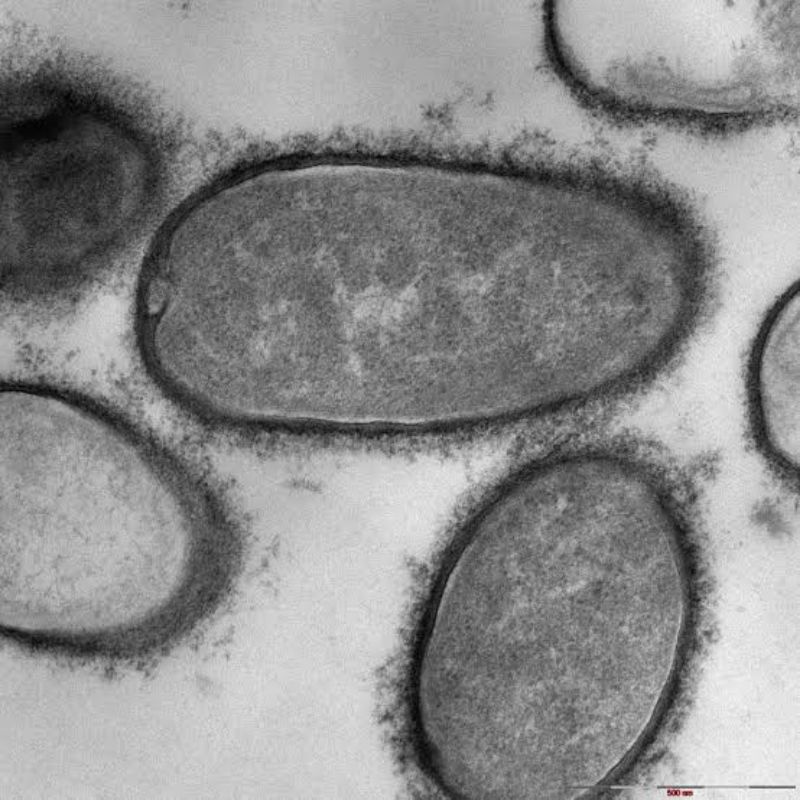 Isolat Bacillus pasteurii