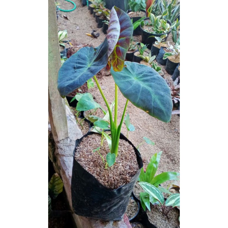 Tanaman hias colocasia illustris