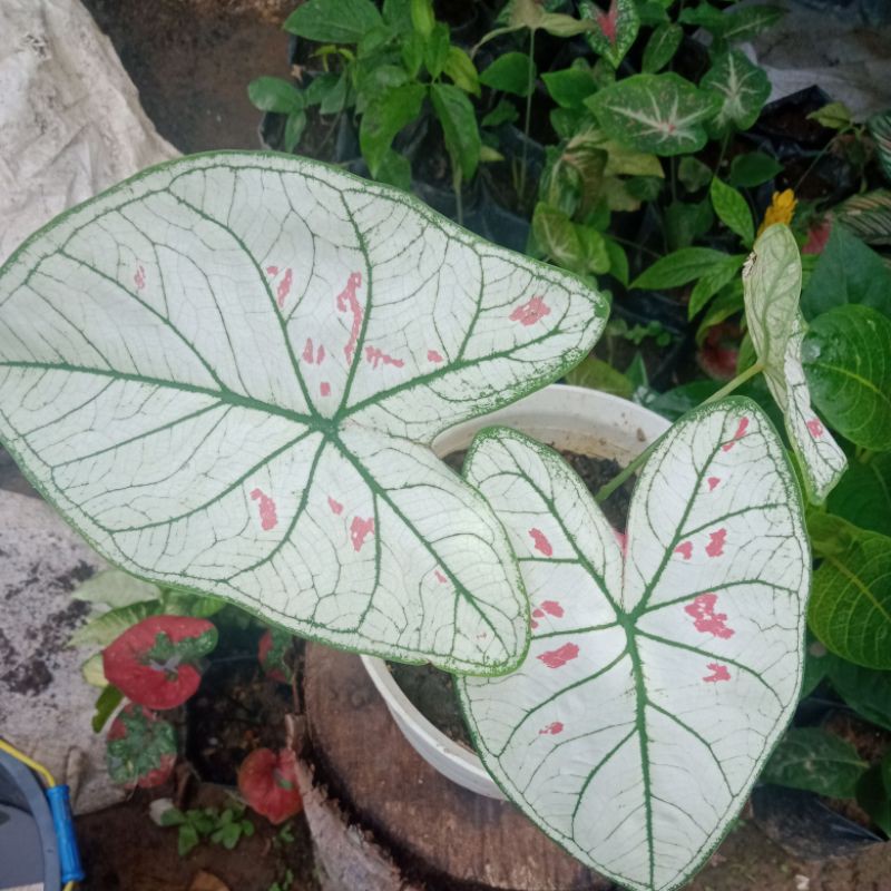 Strawberry Star/keladi murah/caladium