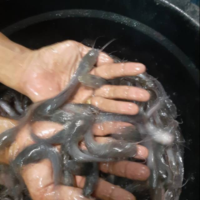 Bibit lele size 7-8 cm