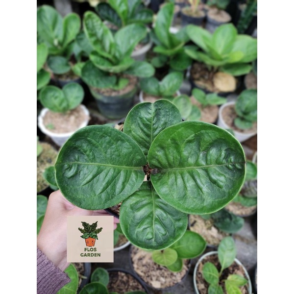 Anthurium Jemani Mangkok Broken Heart/Mangkok Grandpa