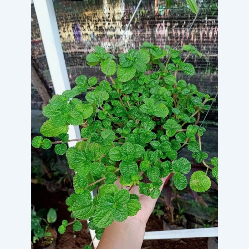 bunga gantung.bibit bunga gantung creeping charlee.bibit tanaman hias,.tanaman gantung murahTanaman 