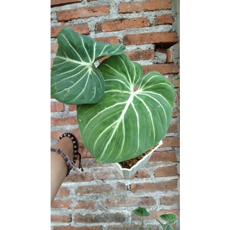 Gloriosum White Veins