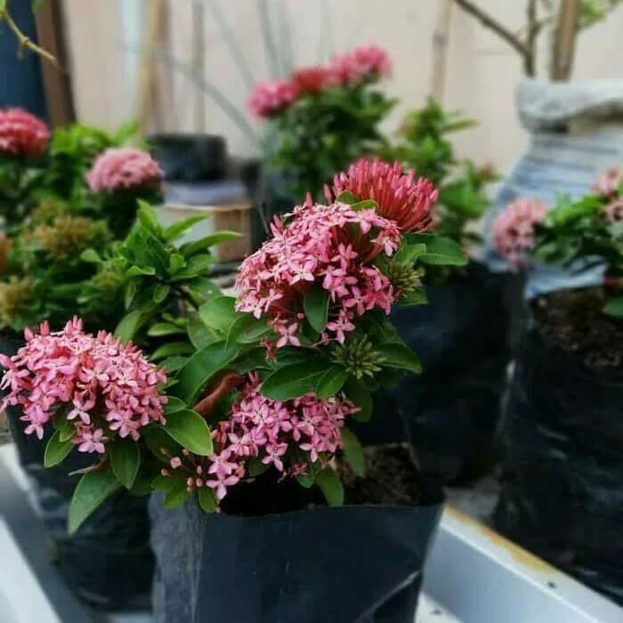 TERLARIS tanaman bunga asoka , pohon asoka , asoka jambon , soka jambon , asoka