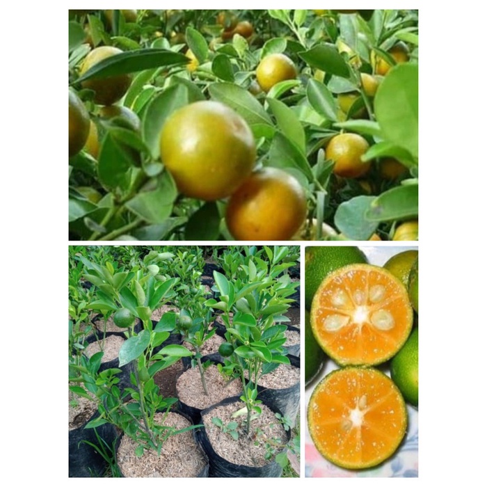 Bibit jeruk kasturi - lemon cui jeruk peras