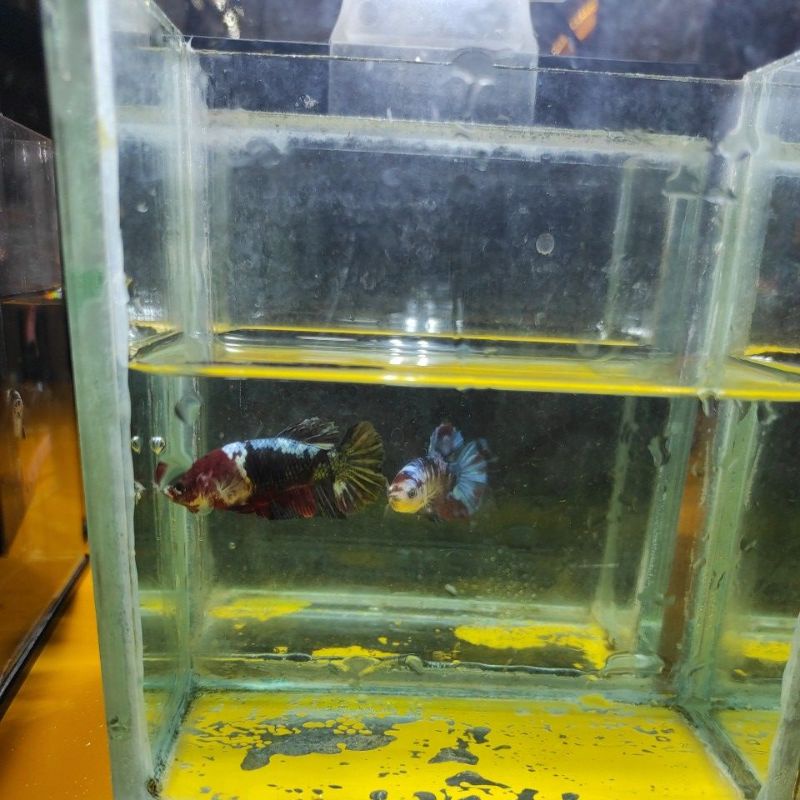 red koi cooper female