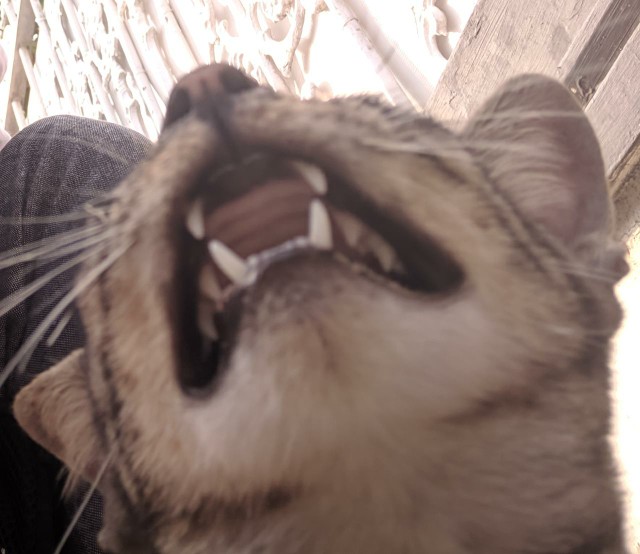 Furadan 3gr Repack 100 Gram - Anti Jamur Tanaman -fungisida Insektisida Nematisida