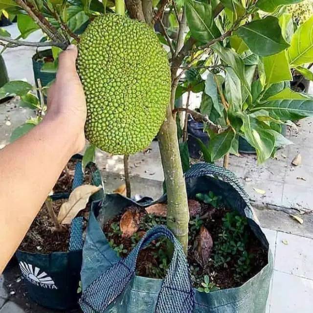 

Nangka Madu Super Manis Okulasi Cepat Berbuah