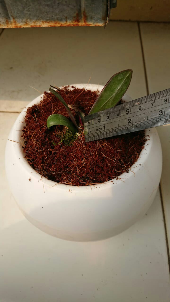 Bibit Anggrek Bulan Remaja - Phalaenopsis Hybrid Taiwan - Tanaman Bunga Hias