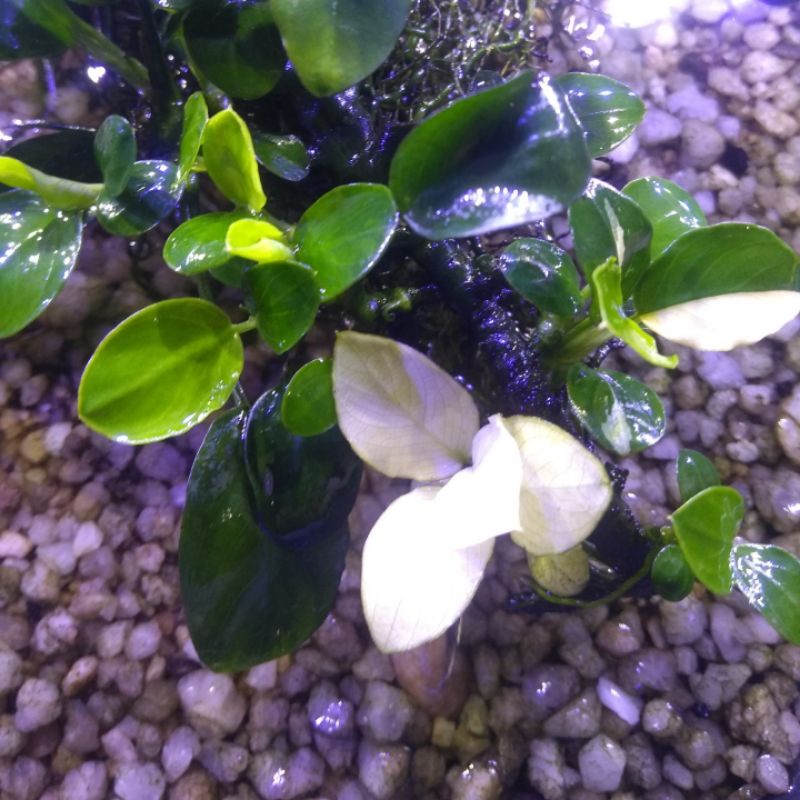 Anubias Panda Full White