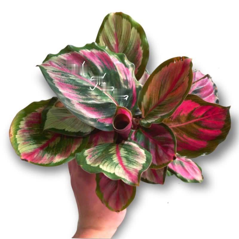 Calathea Medalion V2 mutasi pink Tanaman hias bunga Calathea Medalion V2 termurah best seller daun m