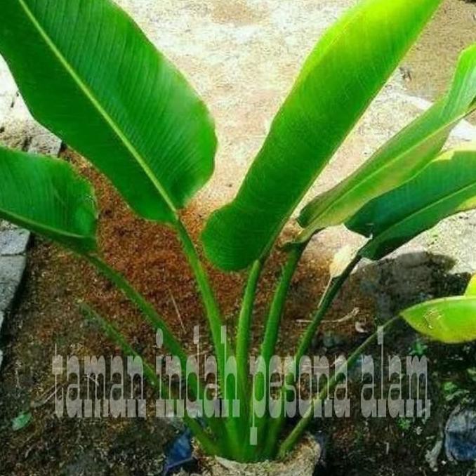 Tanaman Pisang Kipas Pohon Pisang Kipas Shopee Indonesia