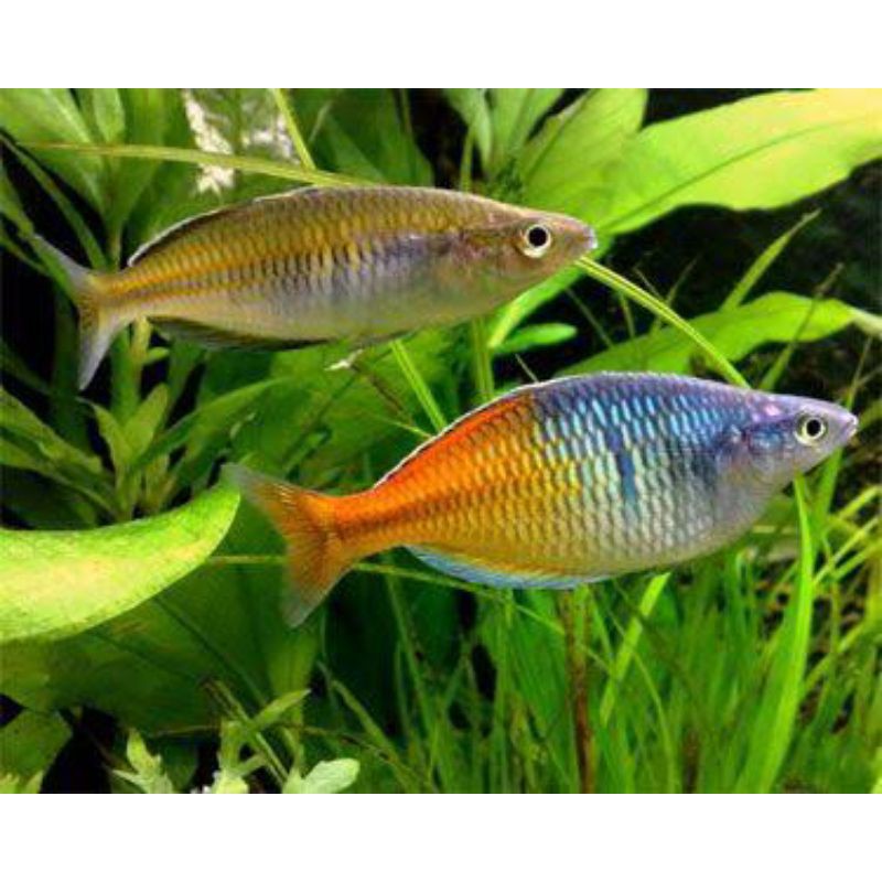 

ikan rainbow boesmani