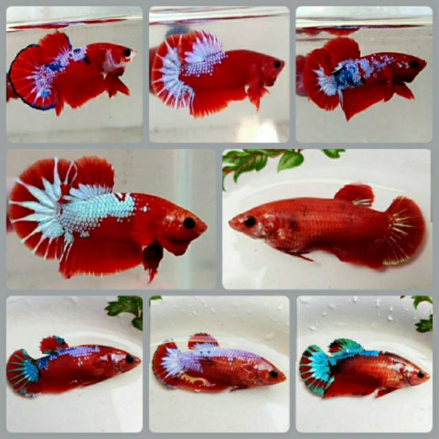 50+ Gambar Ikan Cupang Hellboy Gratis