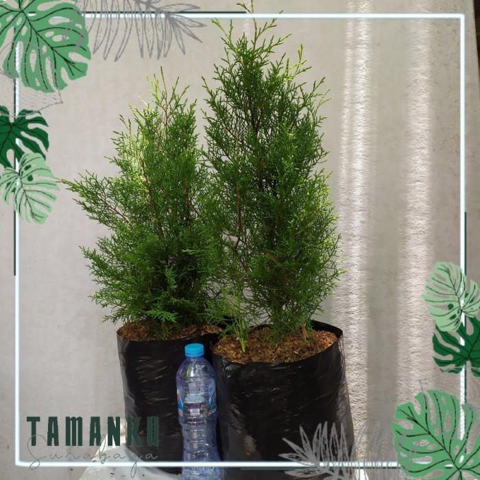 Cemara Wangi Atau Cemara Rentes Tanaman Cemara Pohon Cemara Wangi