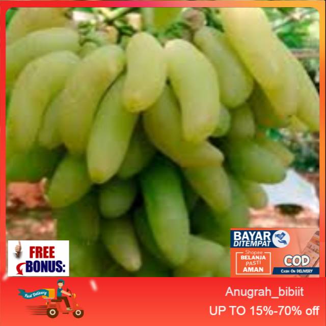 Bibit anggur import Banana