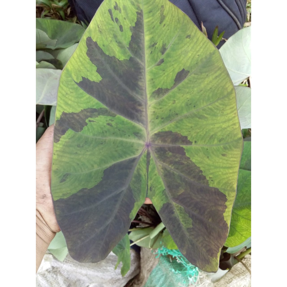 Colocasia Black Marbel