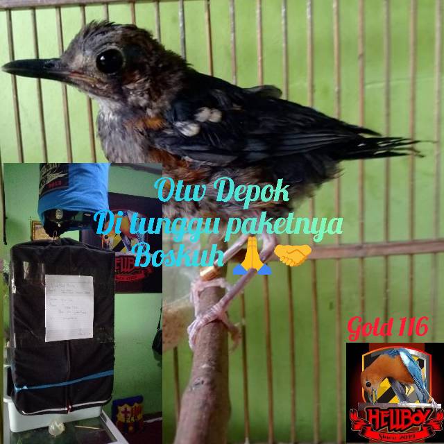 Jual Burung Trotol Anis Merah Ring Hellboy Garansi Jaminan Jantan 6 Bln Shopee Indonesia