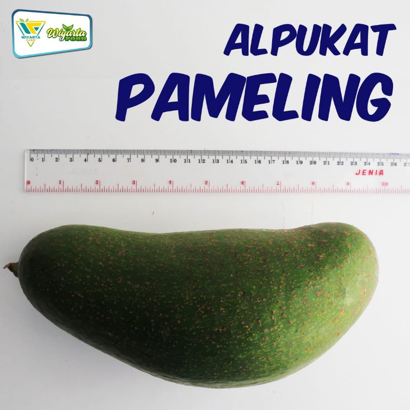 

BUAH ALPUKAT PAMELING