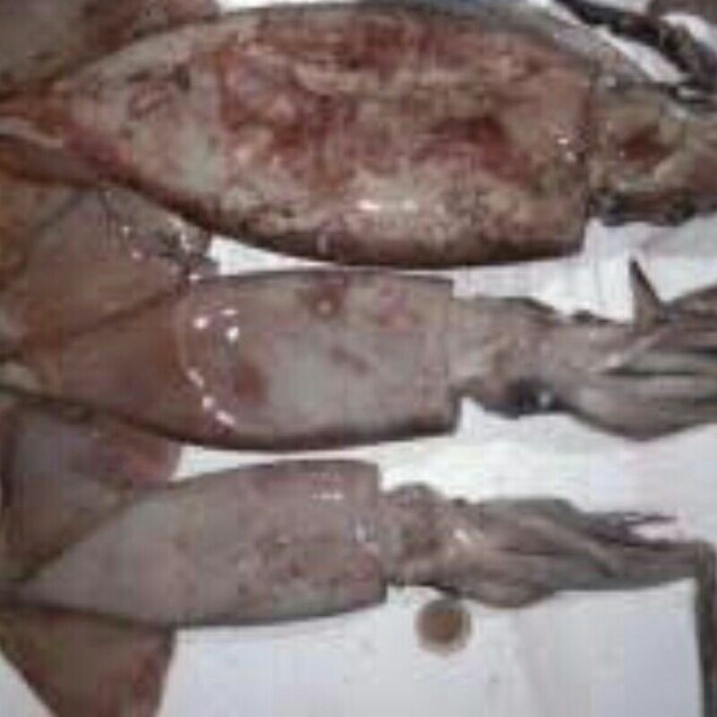 

CUMI HITAM 500 gram - Ikan Fresh - Ikan Segar