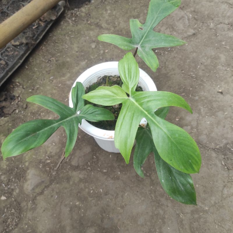 Philodendron florida beauty Florida ghost