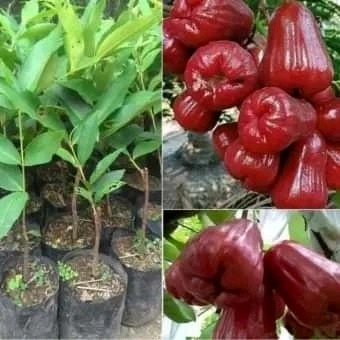 BIBIT JAMBU CITRA JUMBO