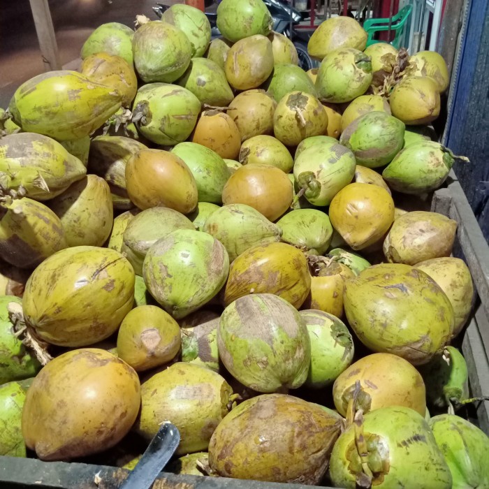 Kelapa Muda Utuh / Buah Kelapa Muda Fresh / Kelapa Muda Segar Utuh