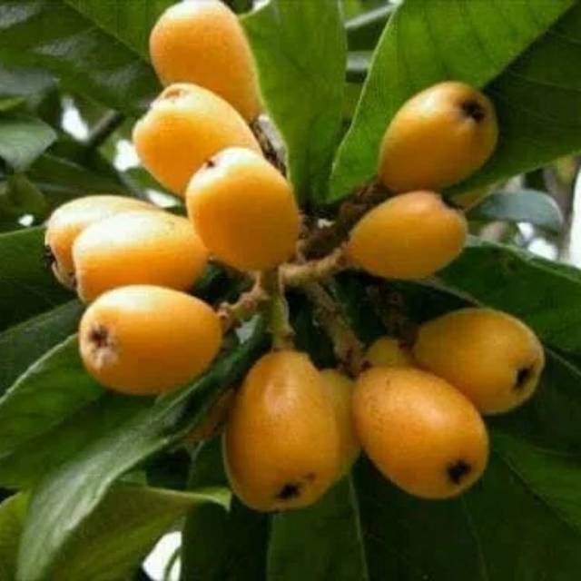 Jual Kw Asli Bibit Tanaman Buah Leci Biwa Laquot Leci Dm12 Kota Semarang Barlaman Shop Tokopedia