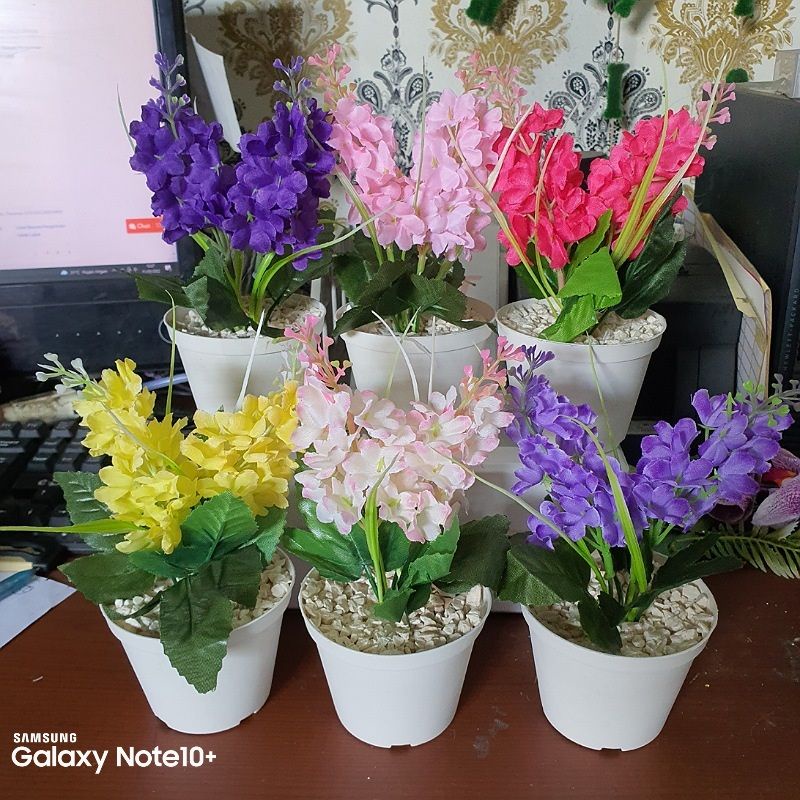 Bunga Snapdragon Rumput Besar + Pot