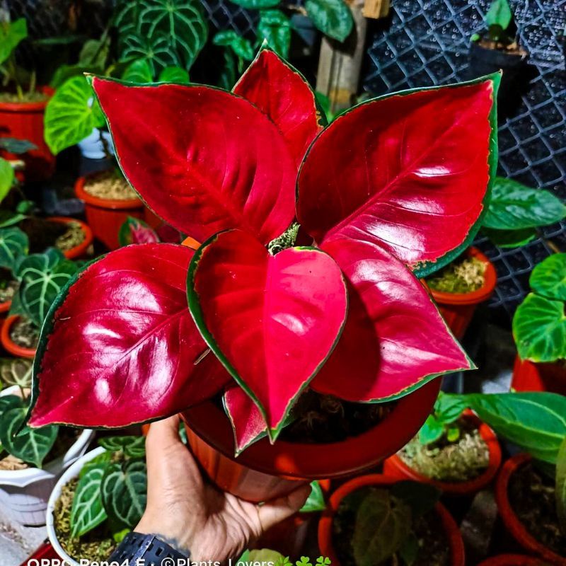 Aglonema suksom jaipong (Tanaman hias aglaonema suksom jaipong) - tanaman hias hidup - bunga hidup - bunga aglonema - aglaonema merah - aglonema merah - aglaonema murah - aglaonema murah