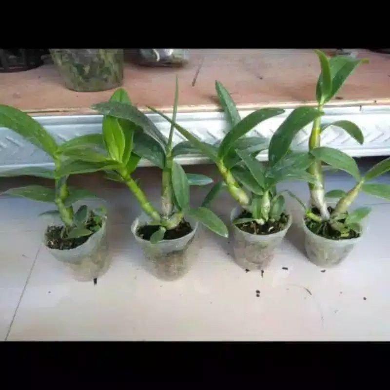 PROMO PAKET 3 ANGGREK DENDROBIUM