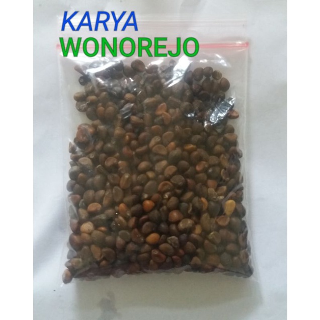 BIBIT KANGKUNG MINI 30 GR