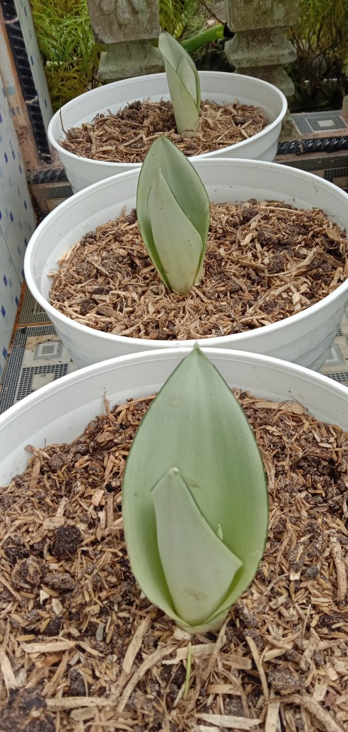 Sanseviera Moon Shine Lidah Mertua Mousen Tanaman Indoor - Nabata