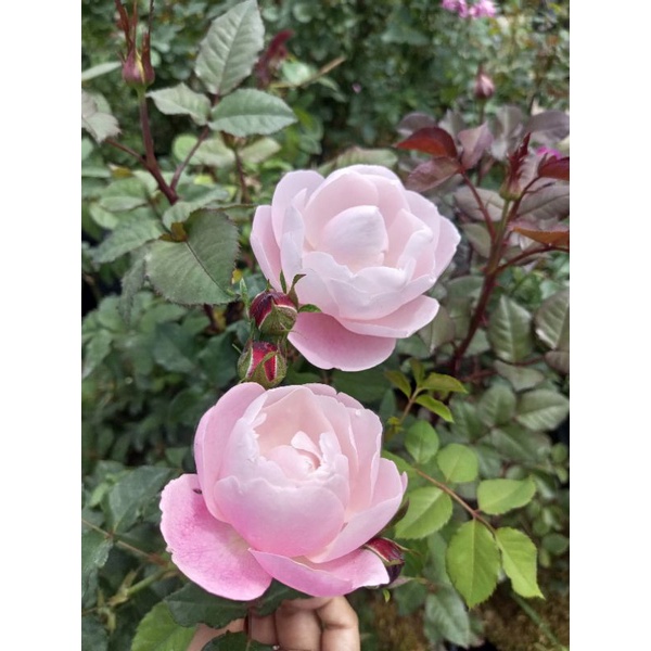 MAWAR IMPORT PLUME (Indukan)