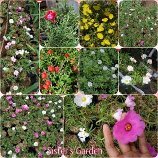 Mossrose Portulaca Krokot  Tumpuk Lokal  dan Giant bombay 