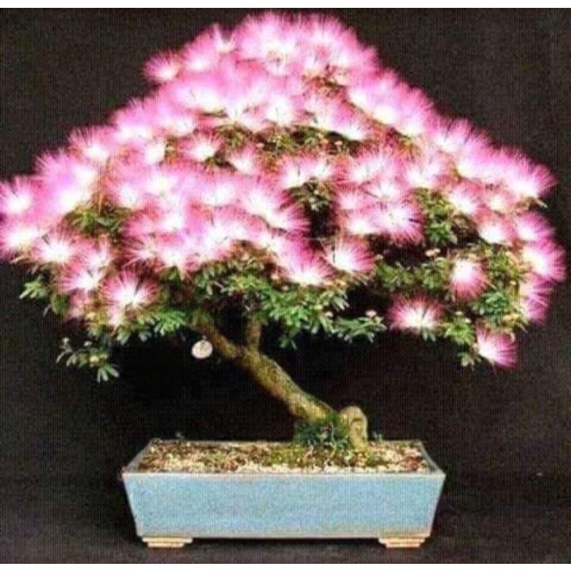 Bibit  bonsai kaliandra