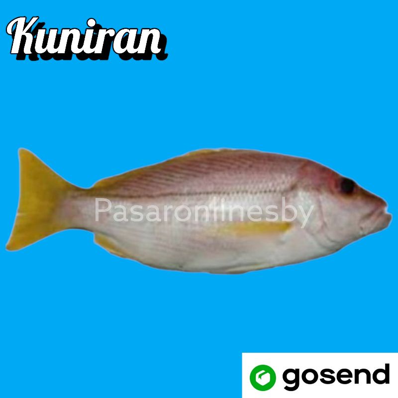 

PASAR GUBENG - Ikan Kuniran Segar