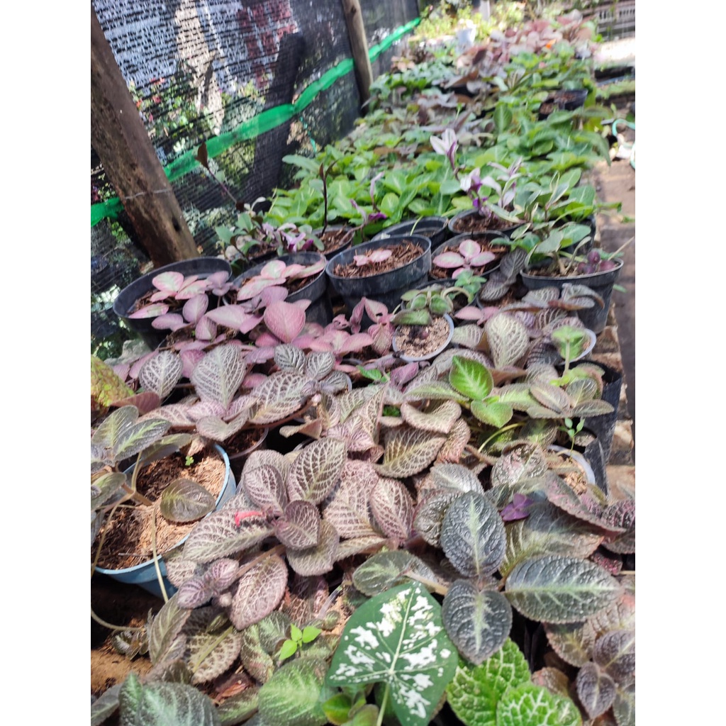 Bunga Episcia Picasso Tanaman Hias Bunga Episcia Import Murah Picasso Bunga Pink Kuning