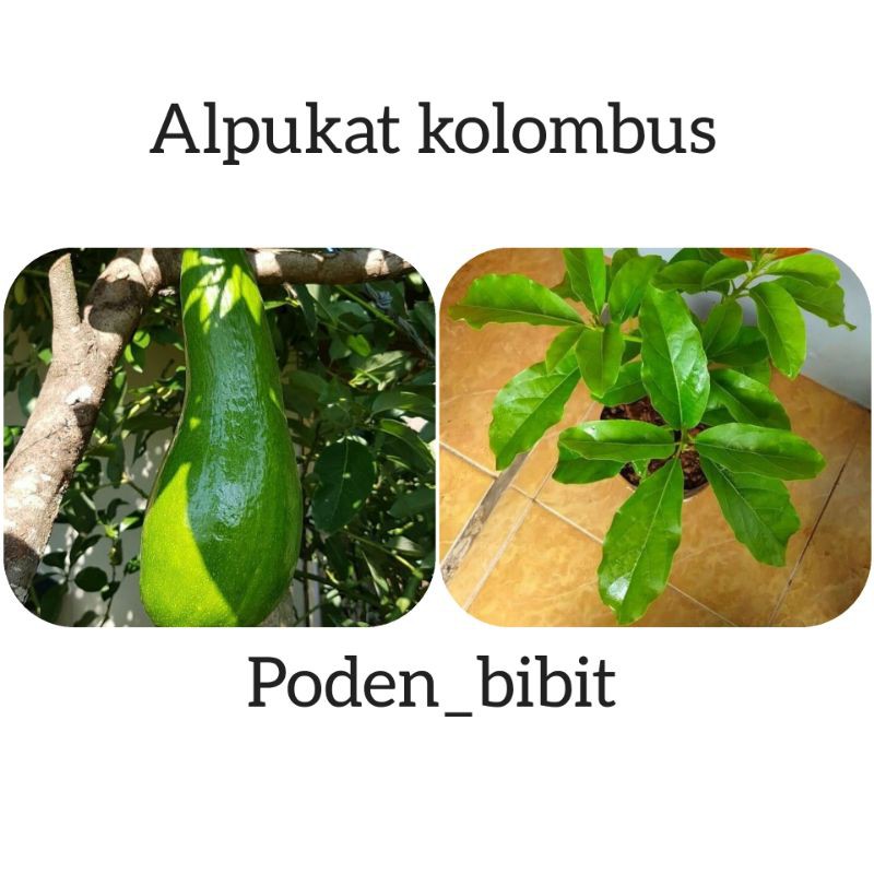 

alpukat Colombus