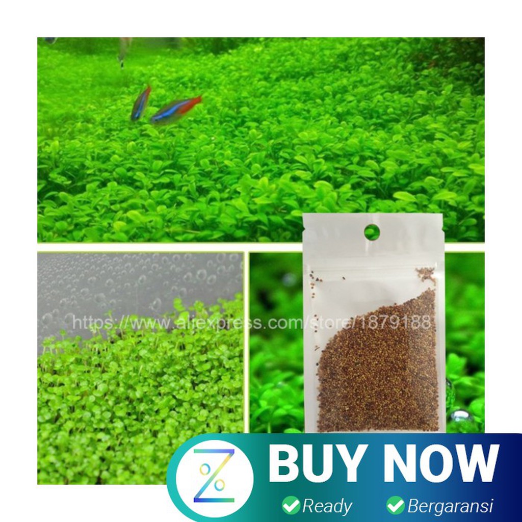 Bibit Rumput Air Dekorasi Aquarium Landscape Ornament Love Grass - H00